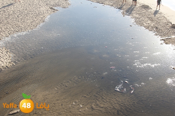 nakhom goldman majary (12).JPG